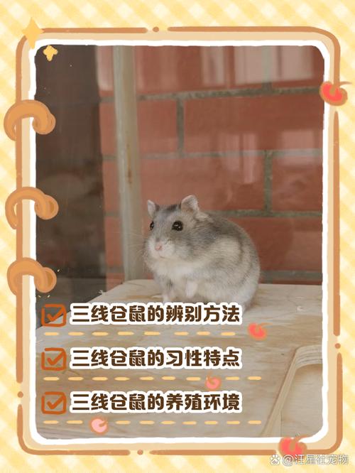 三線鼠掉毛怎麼辦