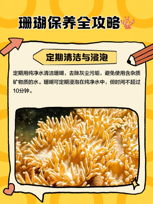 珊瑚如何保养