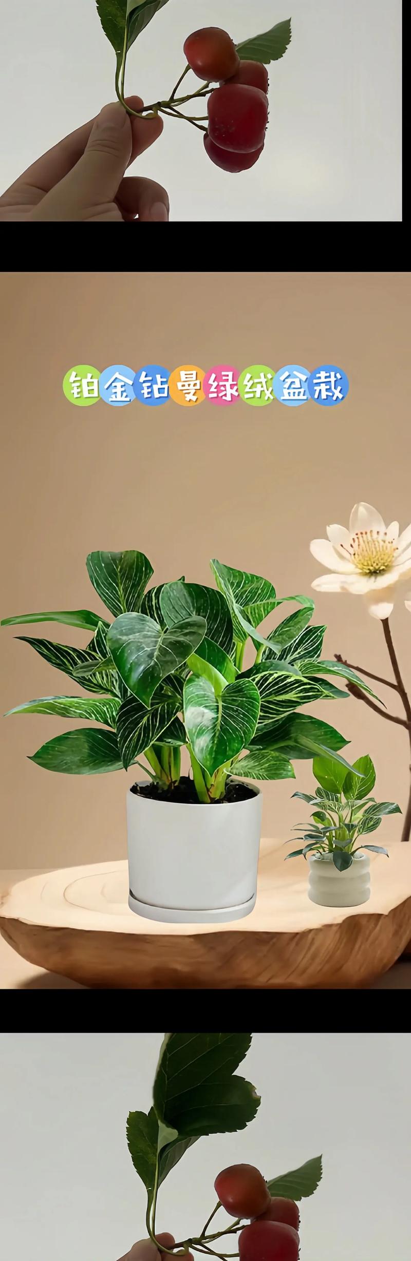 哪種植物最好養