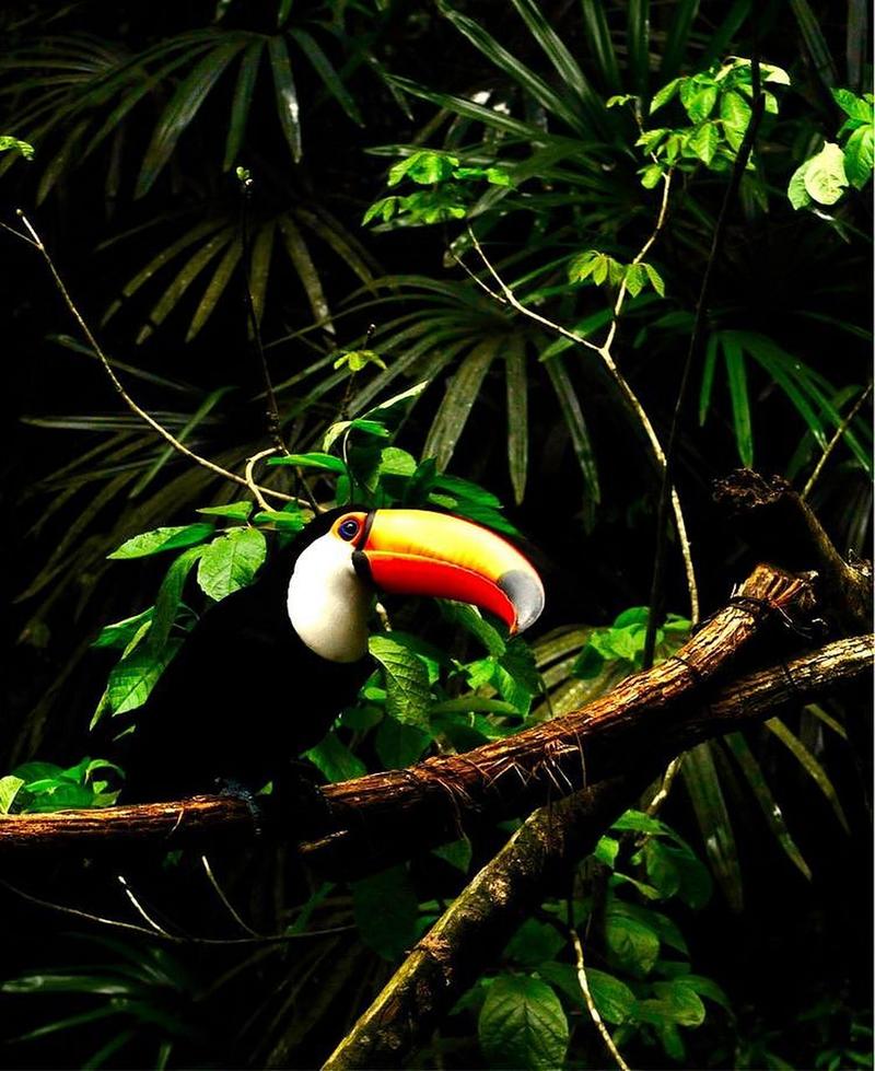 大嘴鳥生活在哪裡