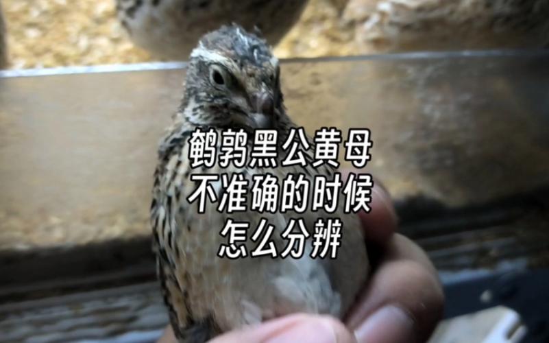 鵪鶉公母怎麼分新手必看:日本鵪鶉、中型鵪鶉等品種的性別辨識完全指南 1 鵪鶉公母怎麼分