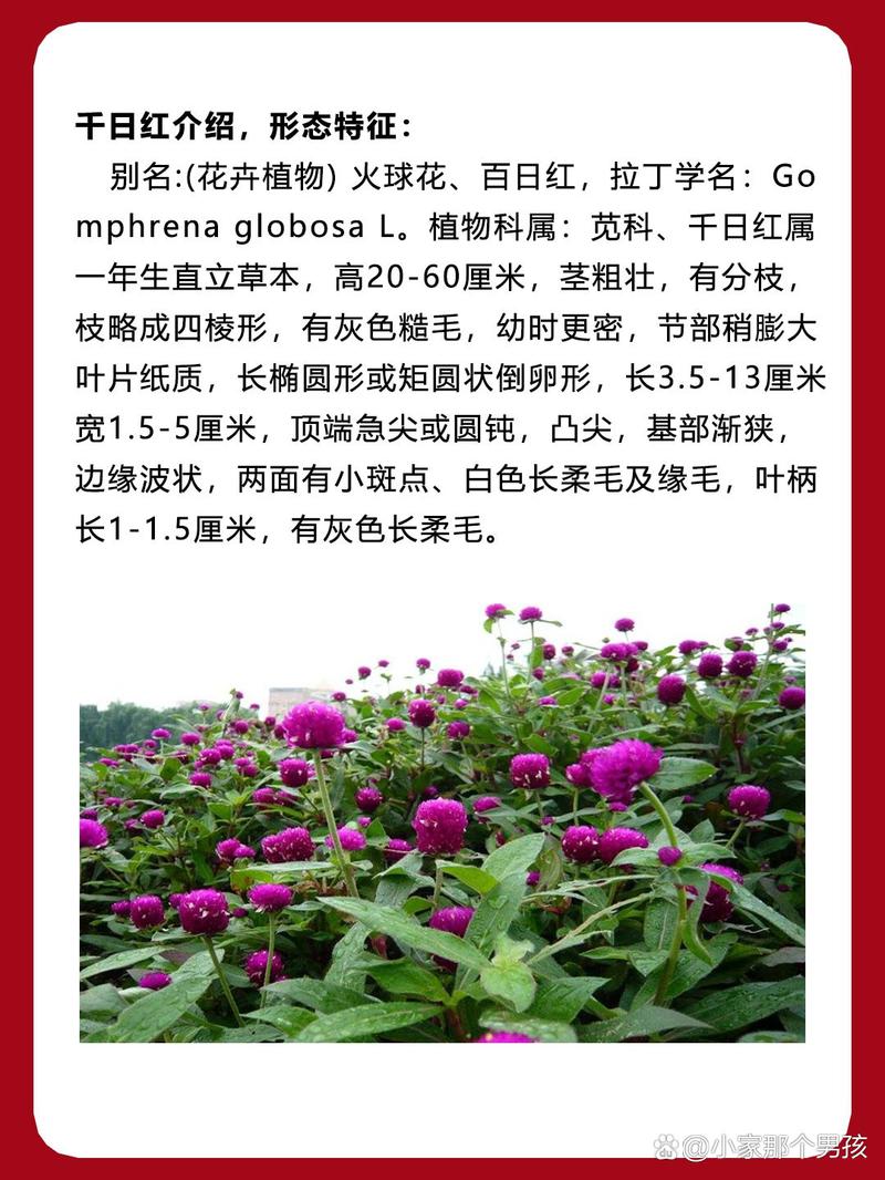 百日紅是什麼花