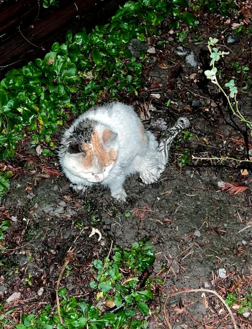 開車撞到貓代表什麼