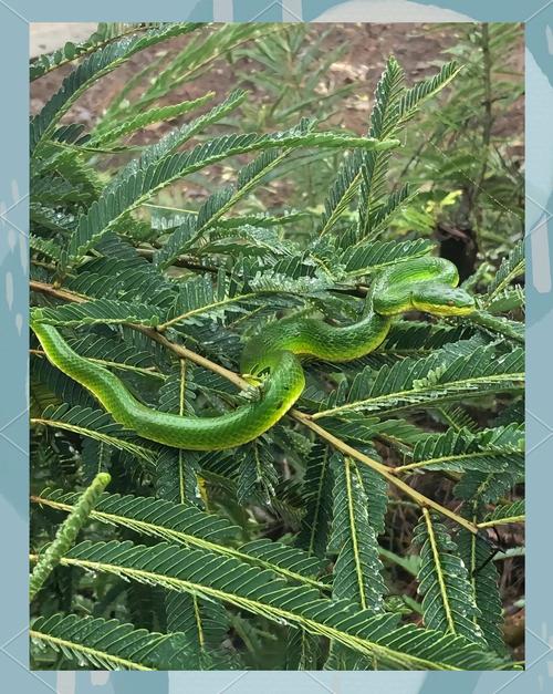 青竹絲是毒蛇嗎深度解析:辨識、毒性、急救與預防 1 青竹絲是毒蛇嗎