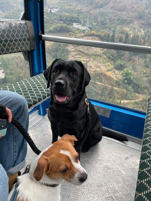 林百貨可以帶狗嗎