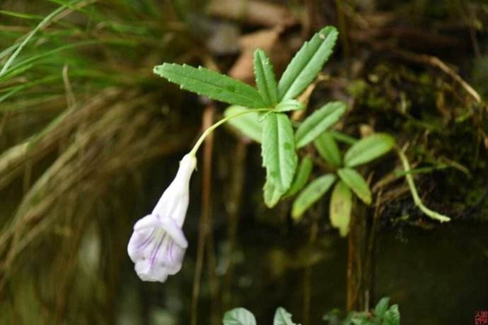 小花蔓澤蘭怎麼來台灣:入侵物種的起源與擴散 1 小花蔓澤蘭怎麼來台灣