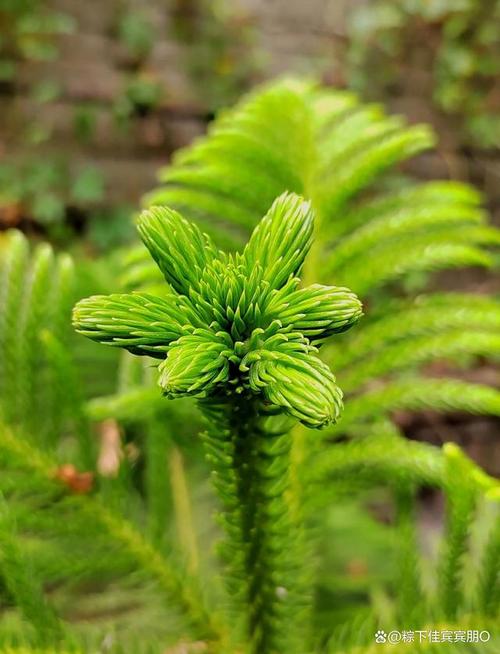 筆筒樹可以吃嗎