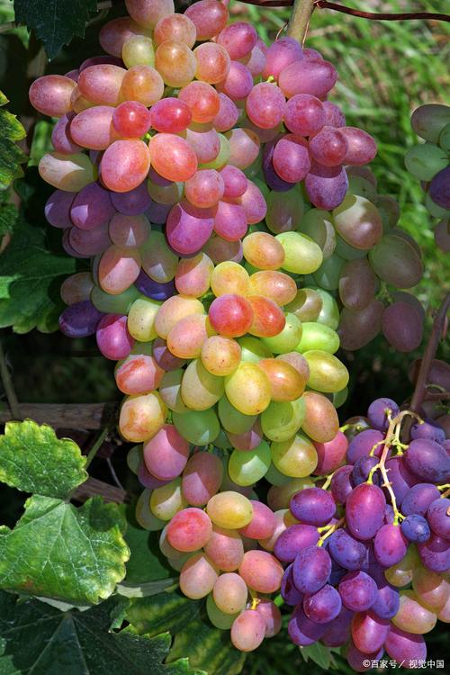 葡萄什麼顏色最好