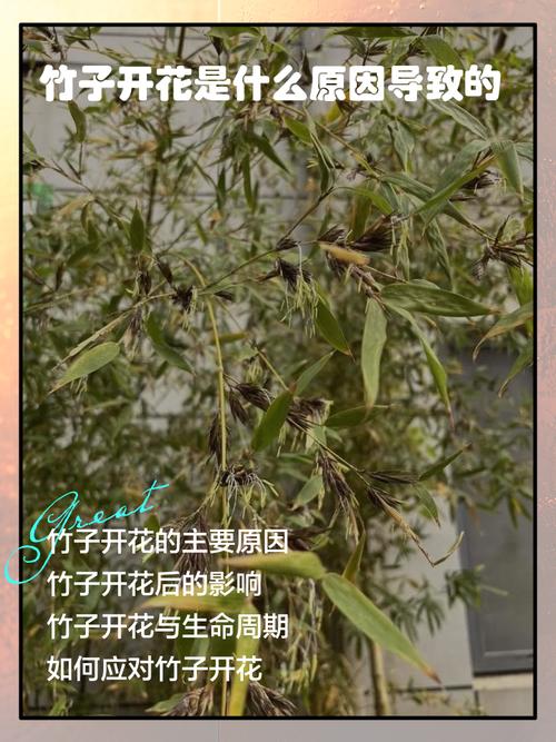 竹子多久開花一次