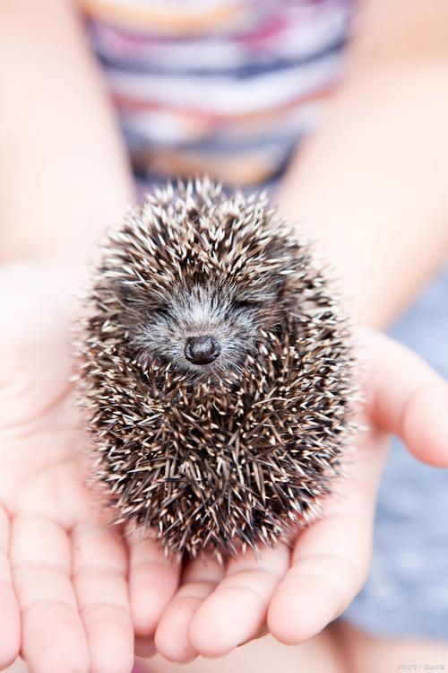 什麼動物最容易下蛋 刺蝟?澄清誤解,探索刺蝟的繁殖奧秘與常見蛋生動物 1 什麼動物最容易下蛋 刺蝟