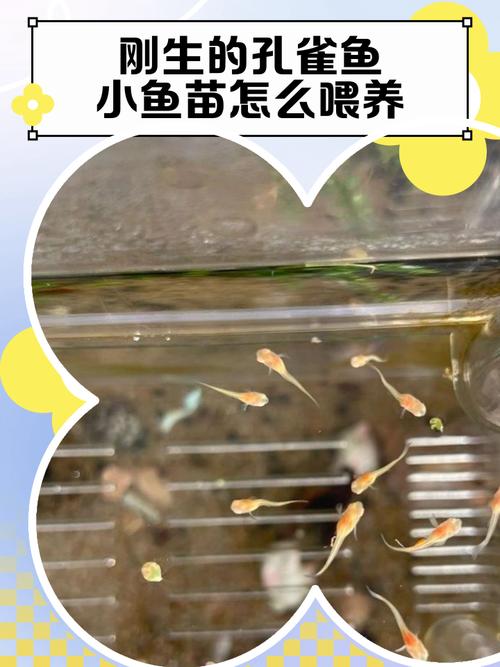 孔雀魚苗一天餵幾次:最佳餵食頻率、食量與健康育成秘訣大公開 1 孔雀魚苗一天餵幾次