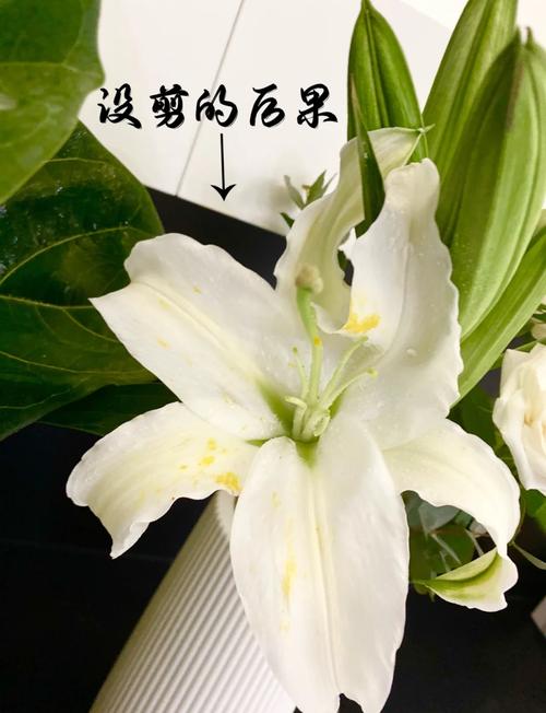 百合有萼片嗎:深入探討百合花卉的萼片奧秘 1 百合有萼片嗎