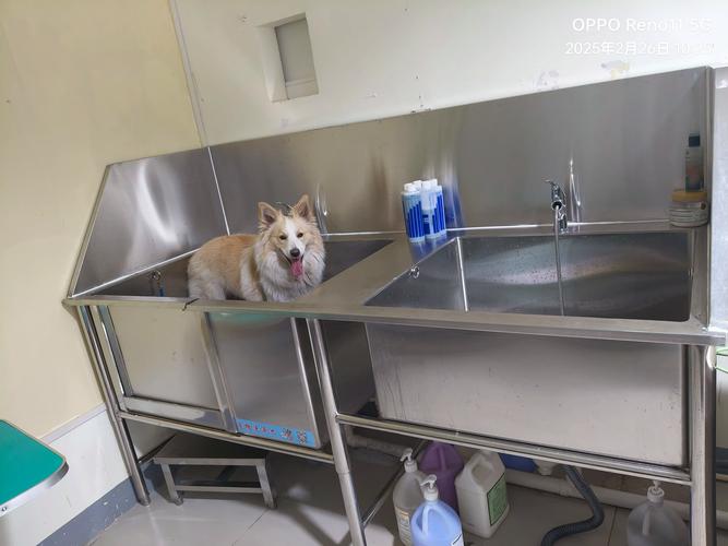 我的狗寵物澡堂