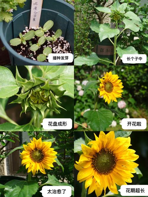 向日葵花怎麼養