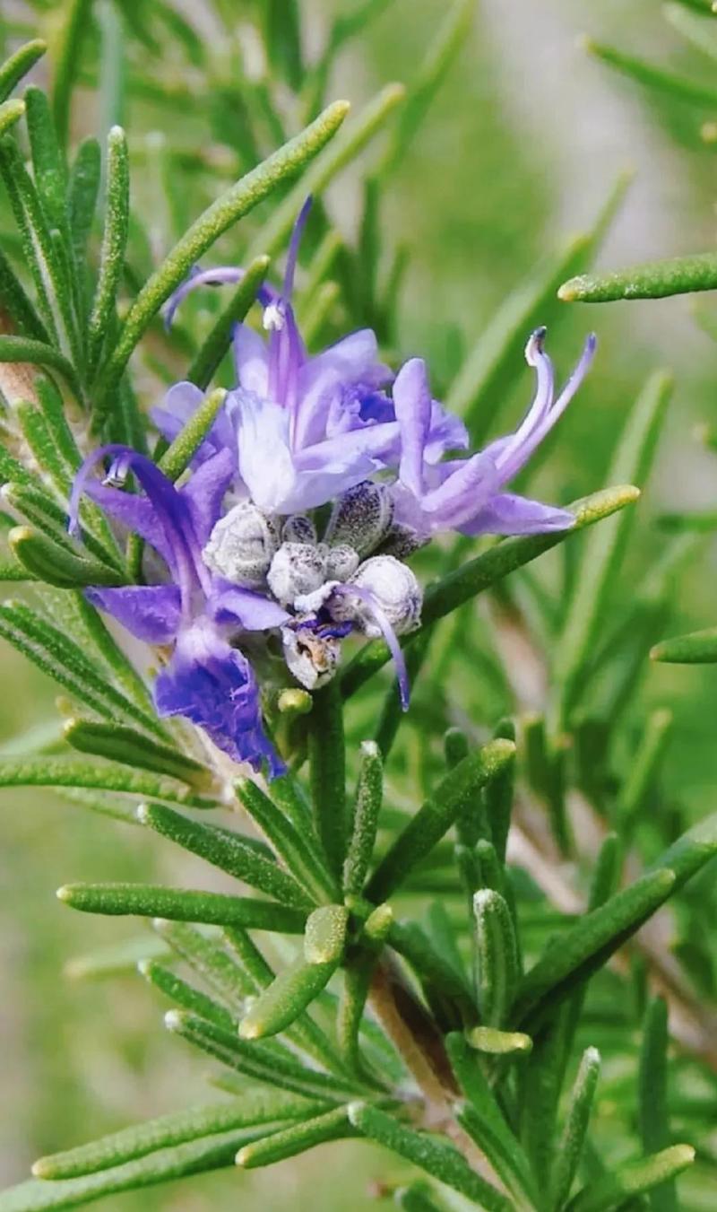 迷迭香多久教一次水