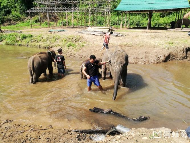 為什麼騎大象不好