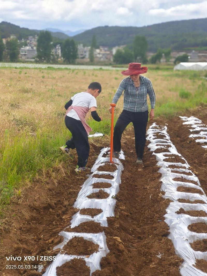 曬田曬多久:深度解析水稻曬田的時機、方法與關鍵因素 3 曬田曬多久