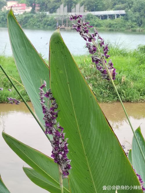 自力傳播的植物有哪些探究植物如何自主繁衍:自花授粉、無性生殖與種子散佈的奧秘 1 自力傳播的植物有哪些