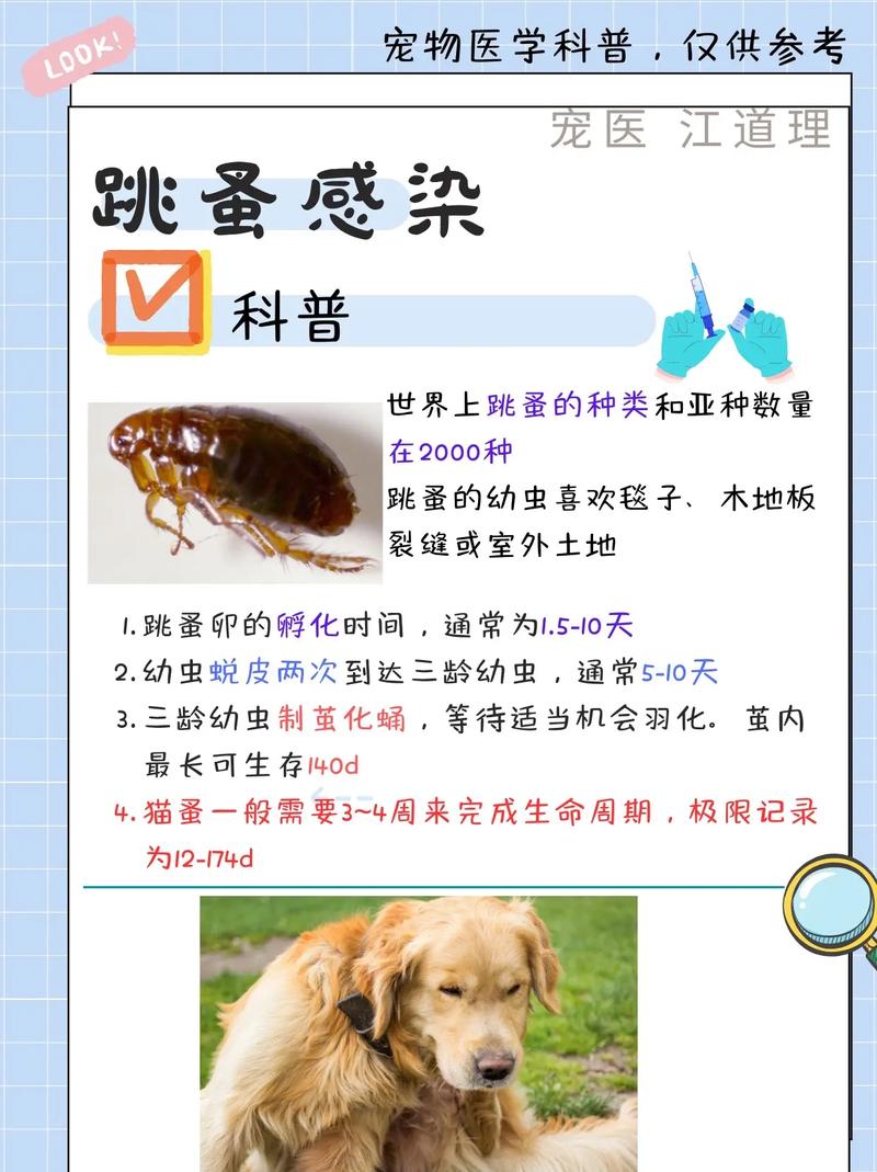 跳蚤有聲音嗎深入解析跳蚤的聽覺世界與是否存在聲音的奧秘 1 跳蚤有聲音嗎