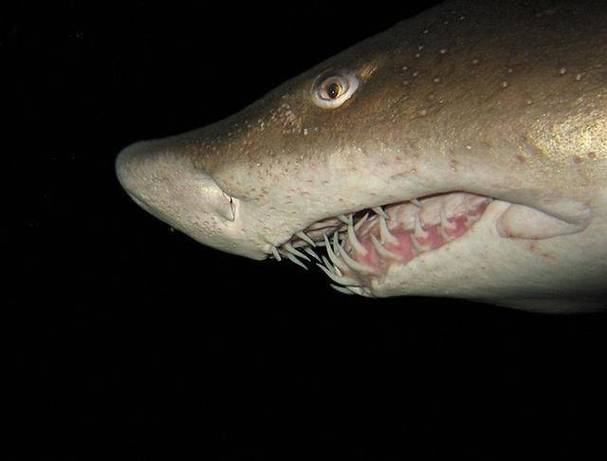 鯊魚的牙齒掉了會再長嗎