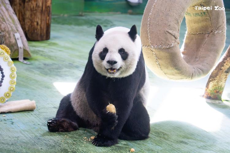 圓仔要回大陸嗎 - 揭密大貓熊圓仔的未來與返鄉之路 1 圓仔要回大陸嗎