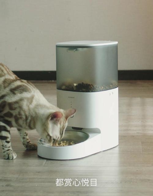 貓咪自動餵食器好嗎