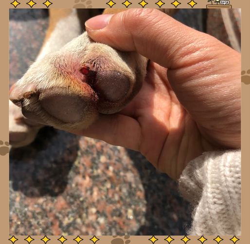 狗狗指甲有神經嗎?深入解析狗狗指甲構造、剪指甲常見問題與正確護理指南 1 狗狗指甲有神經嗎