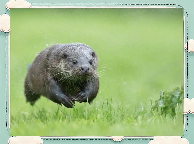 海獺跟水獺一樣嗎?深入解析兩種可愛水生哺乳動物的異同 1 海獺跟水獺一樣嗎