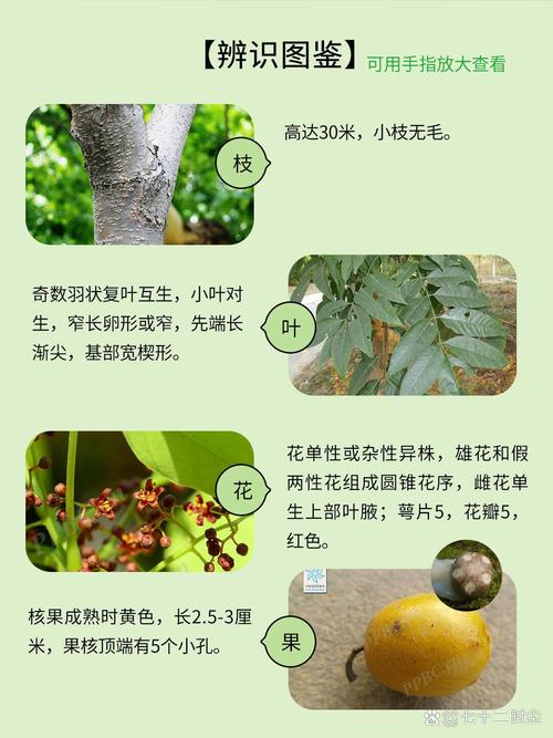 南棗有什麼功效