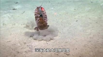 海蟑螂髒嗎:深度解析海蟑螂的衛生迷思與生態定位 1 海蟑螂髒嗎