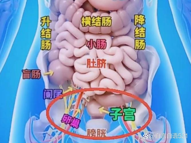 小腹下面叫什麼