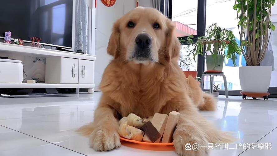 狗狗一定要定時吃飯嗎