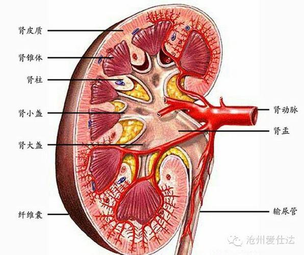 洗腎一輩子嗎:深度解析洗腎療程、腎臟移植與人生規劃 3 洗腎一輩子嗎