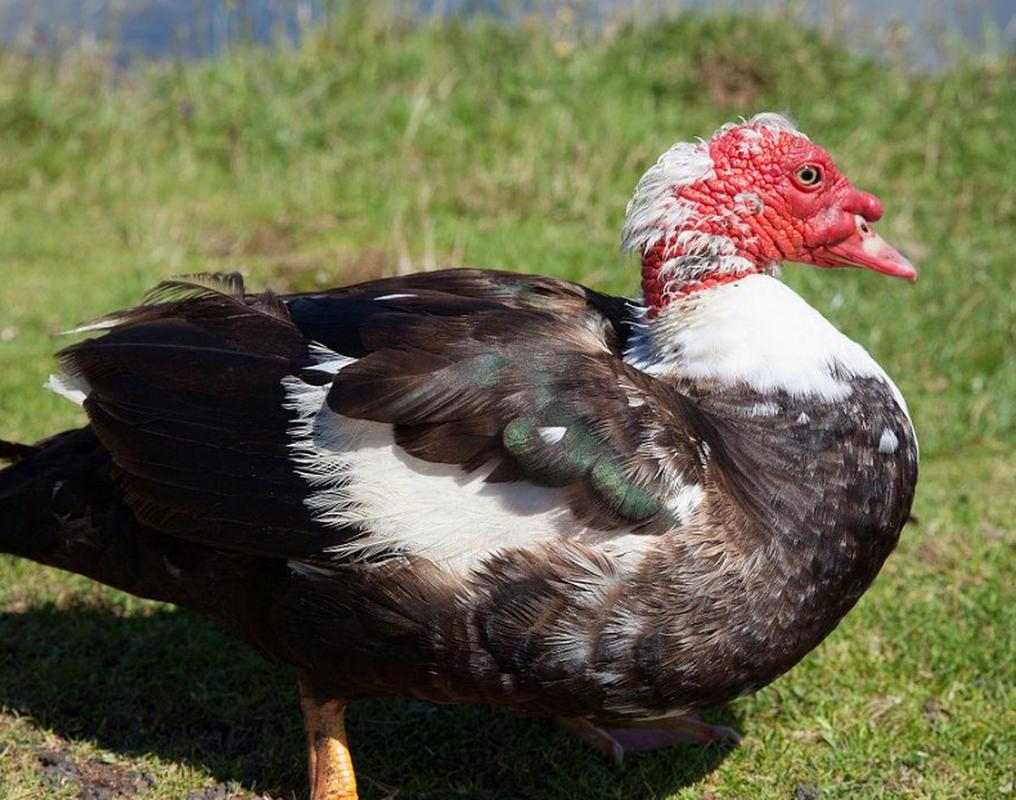 鴨子的嘴巴叫什麼