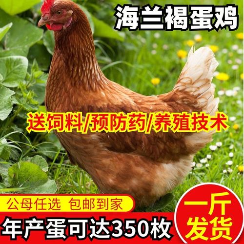 海蘭雞