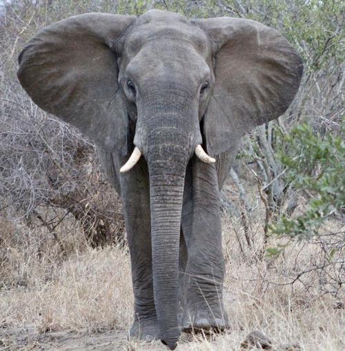 大象的耳朵如何適應環境:結構、功能與生存智慧 1 大象的耳朵如何適應環境