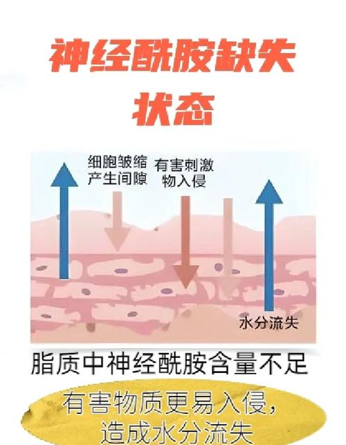 神經醯胺對人體有害嗎深入解析:揭開神經醯胺的安全性與使用迷思 1 神經醯胺對人體有害嗎