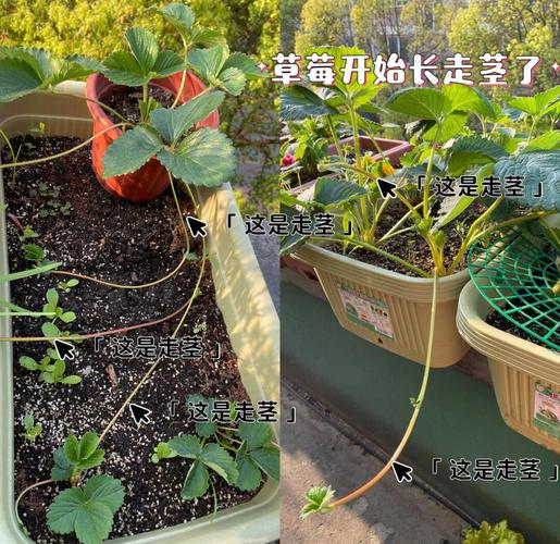 草莓用什麼來繁殖:從走莖到種子,完整解析草莓的繁衍奧秘 1 草莓用什麼來繁殖
