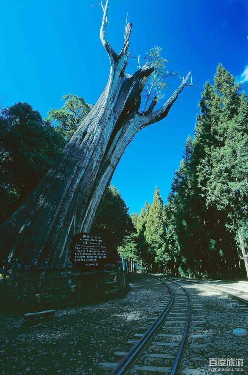 阿里山神木怎麼走