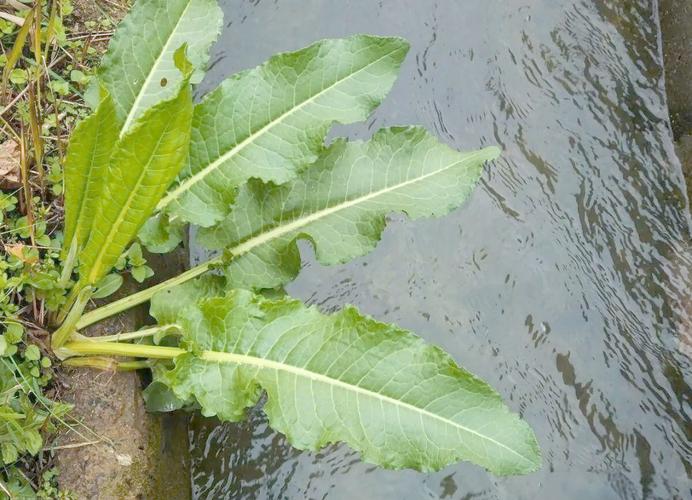 水蘊草變黃:全面解析與解決方案,讓您的水草重現生機 1 水蘊草變黃
