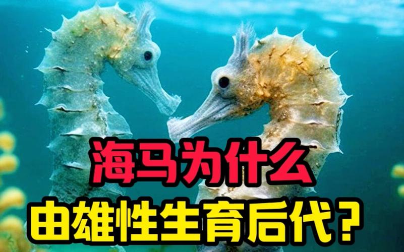 海馬有分男女嗎