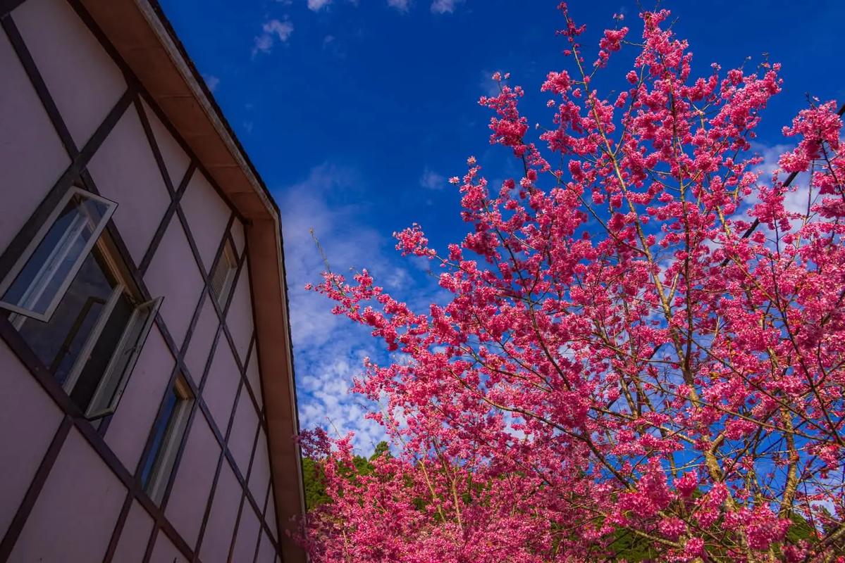 台灣為什麼沒有櫻花?解開迷思:台灣櫻花品種、分佈與賞花秘境全攻略 3 台灣為什麼沒有櫻花