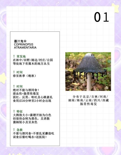 泰國有迷幻蘑菇嗎