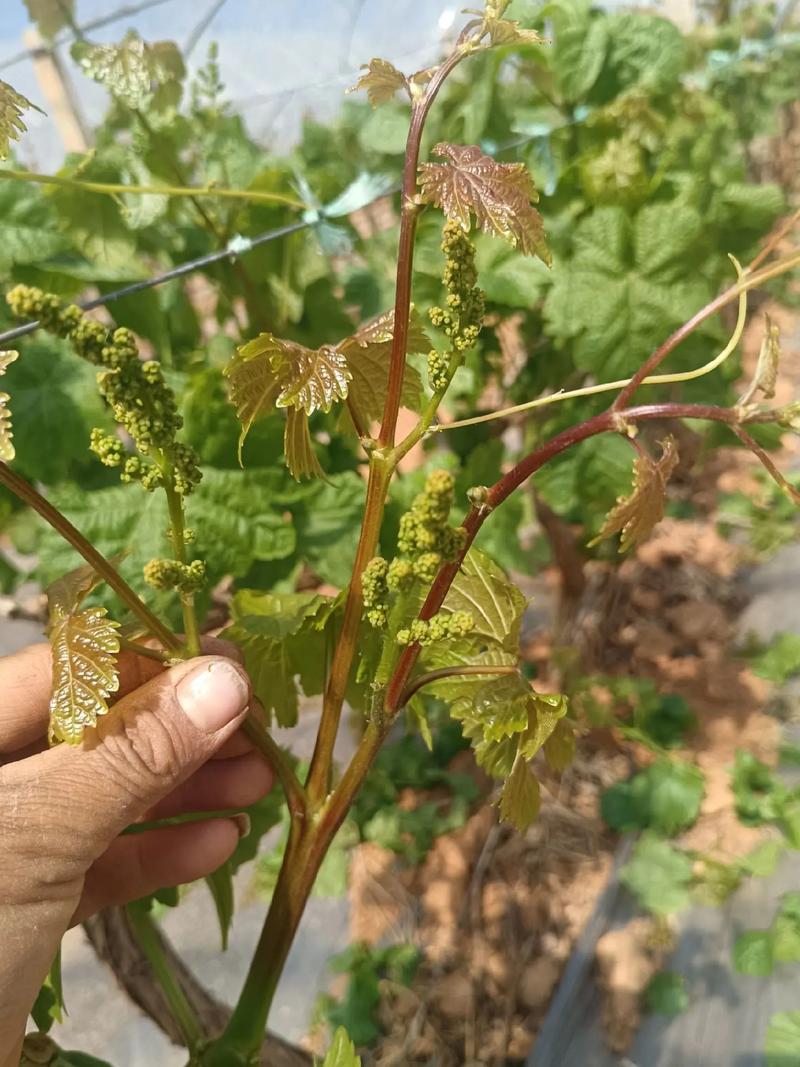 無籽葡萄怎麼種出來的:揭密無籽葡萄的育成技術與常見品種 1 無籽葡萄怎麼種出來的