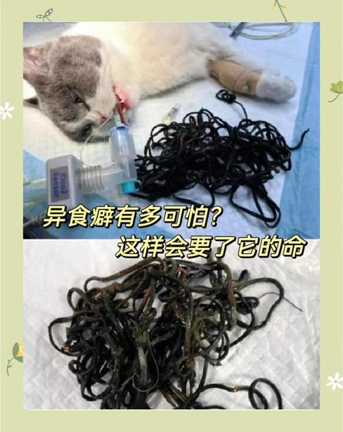 貓咪吃紙怎麼辦
