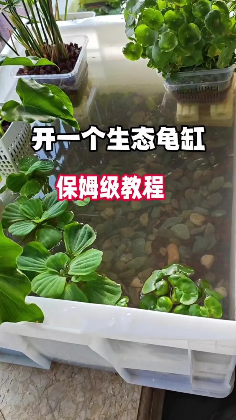烏龜缸多久換一次水