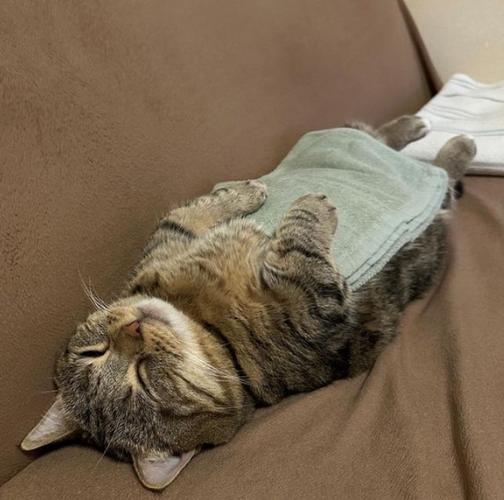 貓咪睡覺要蓋被子嗎