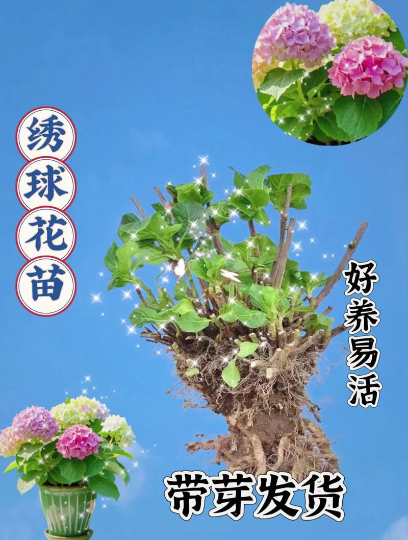 繡球花可以活幾年?解密繡球花壽命與照護秘訣,讓您的花園年年綻放! 1 繡球花可以活幾年