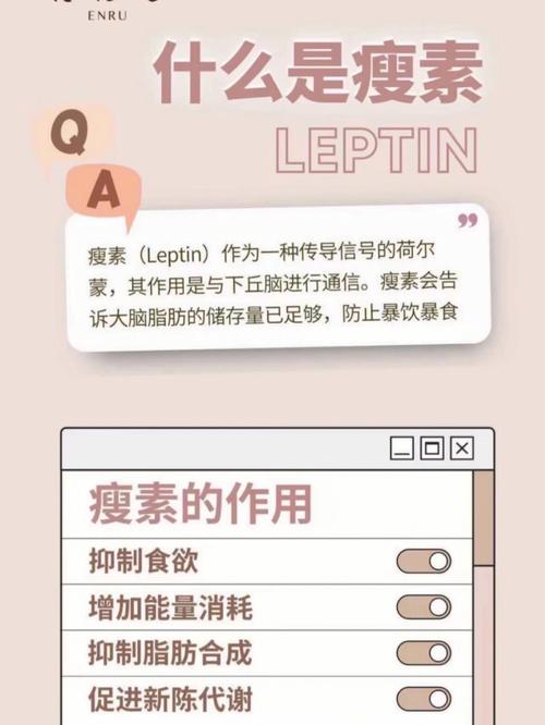 如何增加瘦素:深度解析瘦素功能、阻抗與提升策略 3 如何增加瘦素