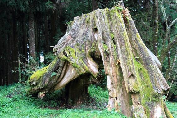 阿里山以前叫什麼